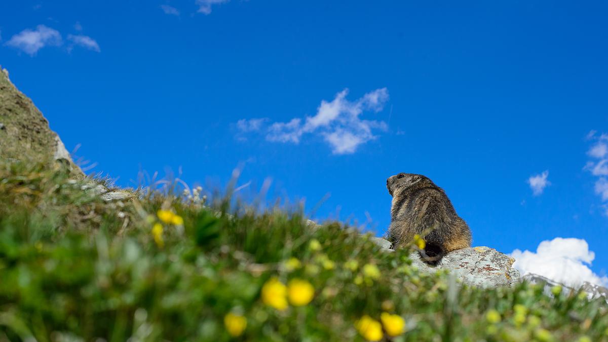 tierwelt der alpen