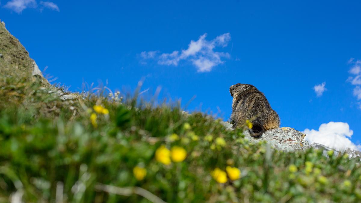 tierwelt der alpen