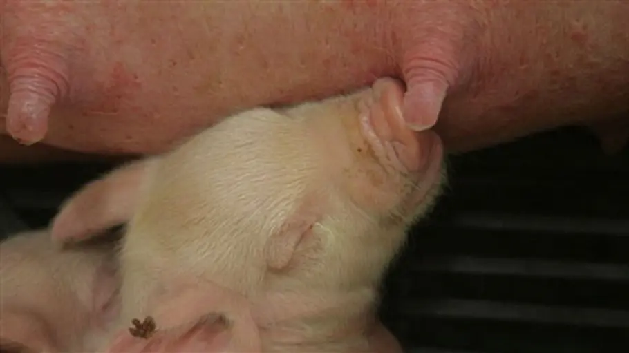 Tierisch clever tierisch clever