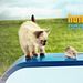 hundkatzemaus Thumbnail
