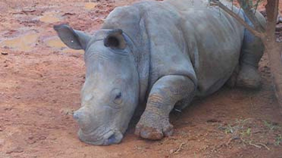 das waisenhaus für wilde tiere - abenteuer afrika