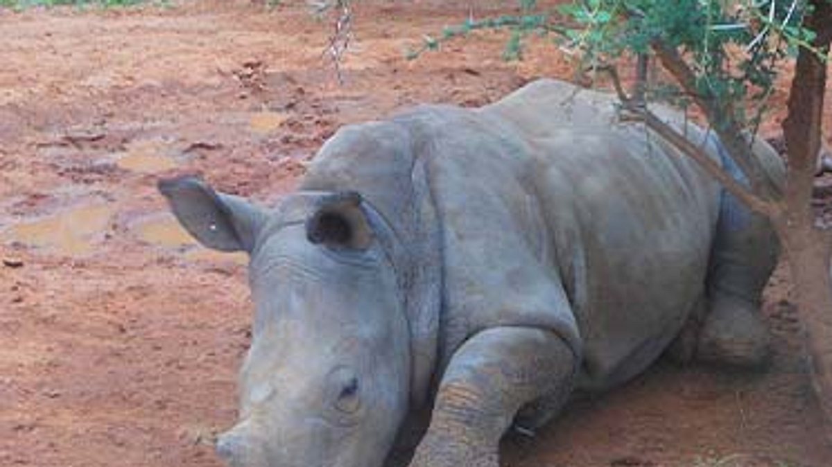das waisenhaus für wilde tiere - abenteuer afrika