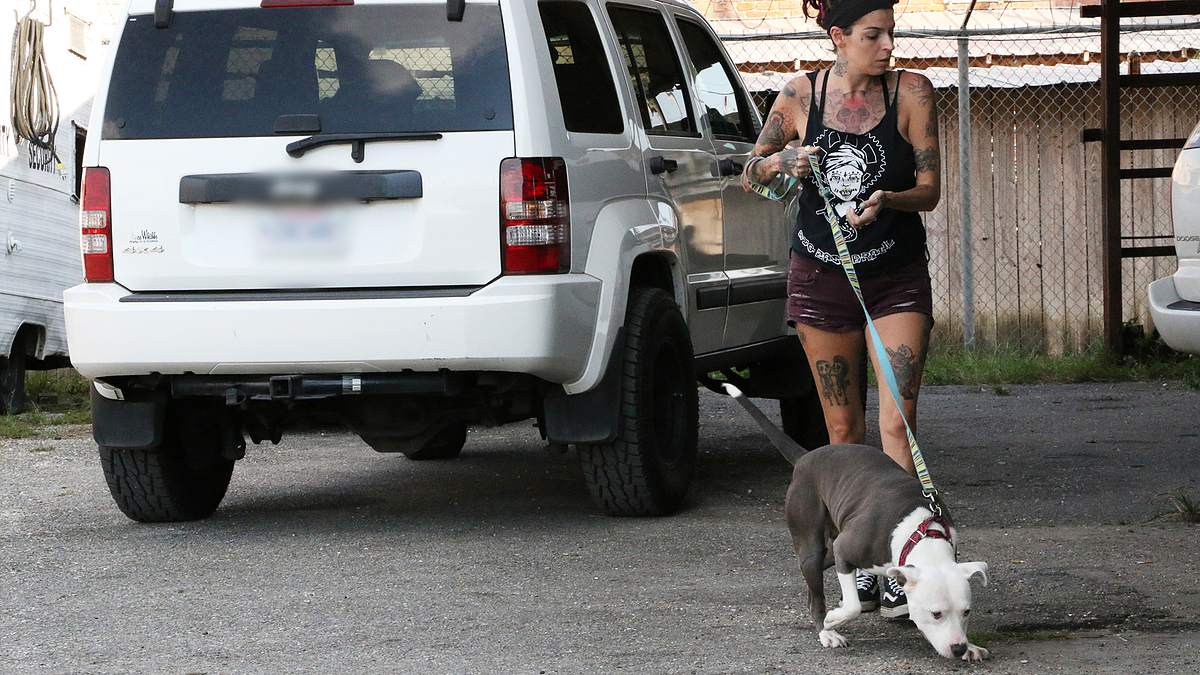 pitbulls auf bewährung