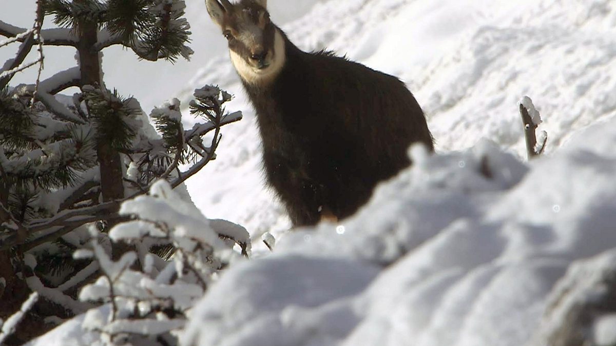 winter in den schweizer alpen - wie tiere überleben
