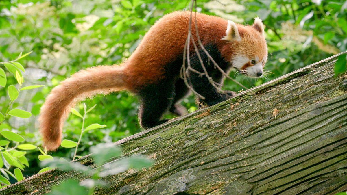 zoo und so - tierisch wild!