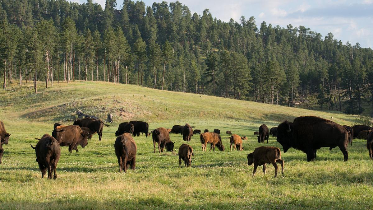 wildwechsel: tiere auf achse