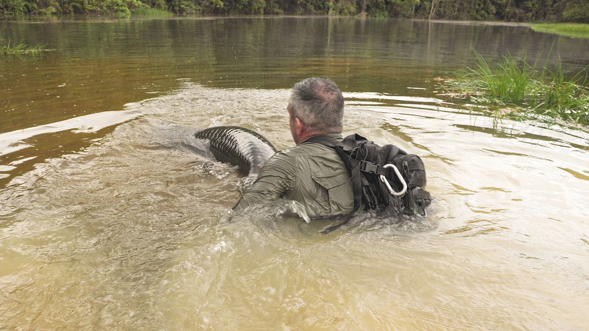 giganten unter wasser - riesenfischen auf der spur
