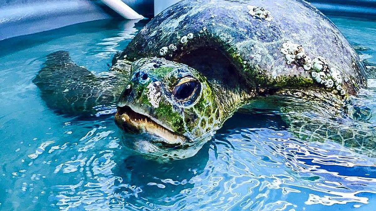 wildlife diaries australien