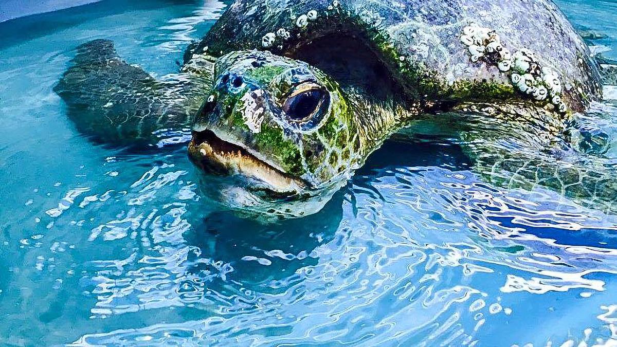 wildlife diaries australien