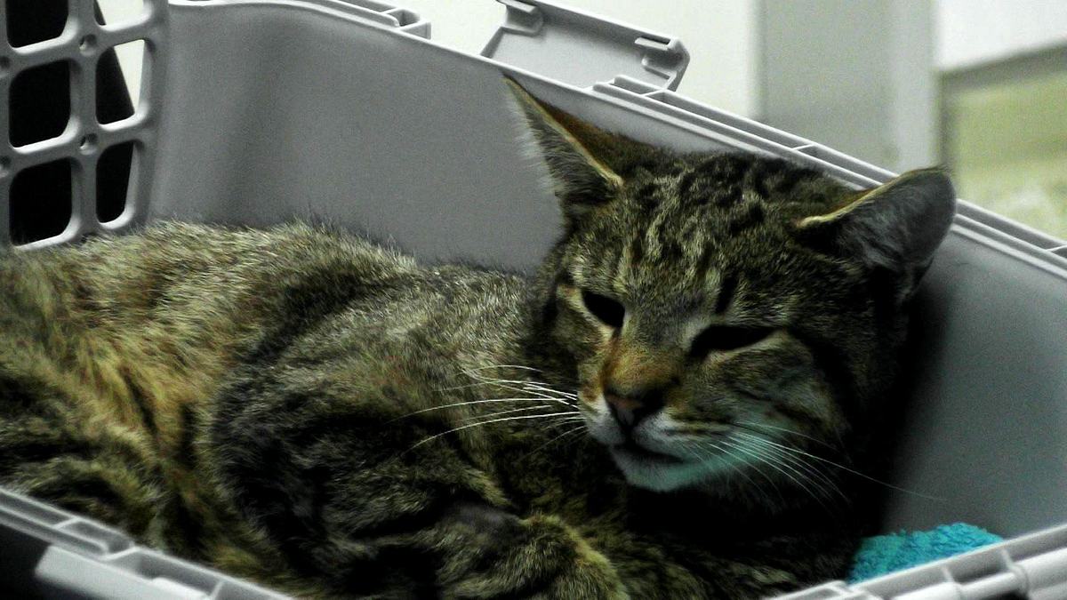 hautnah: die tierklinik