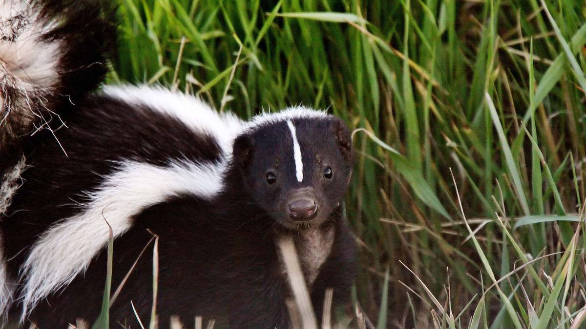 tiere außer rand und band