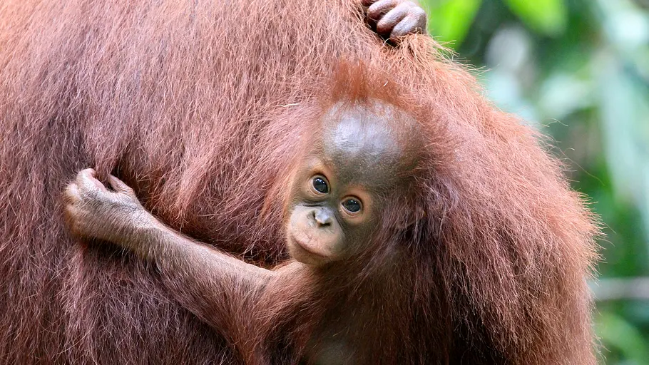 Orang-Utans - Die unbekannten Menschenaffen orang-utans - die unbekannten menschenaffen