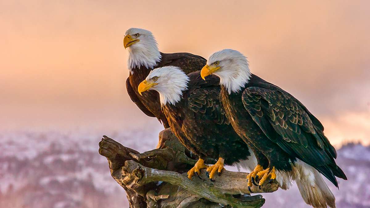 the natural world