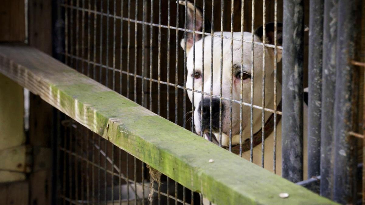 pitbulls auf bewährung