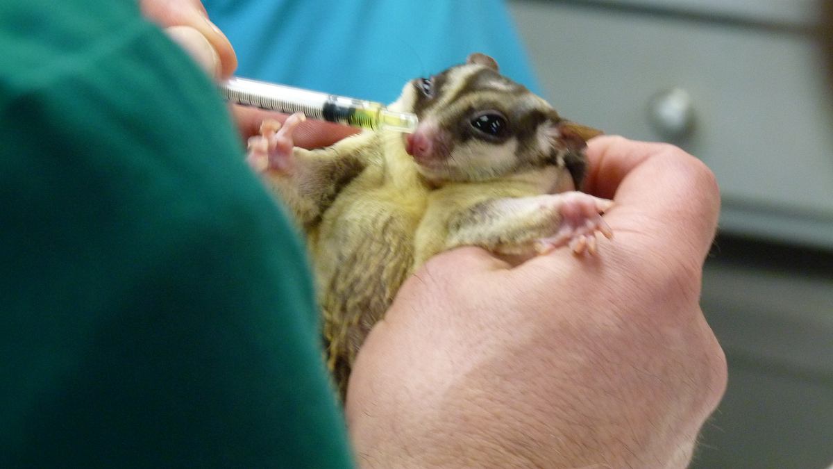 tierarzt dr. jeff