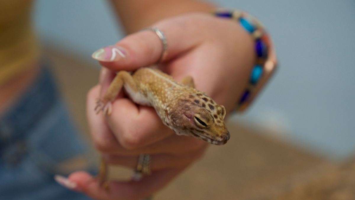 critter fixer: zwei tierärzte für alle felle
