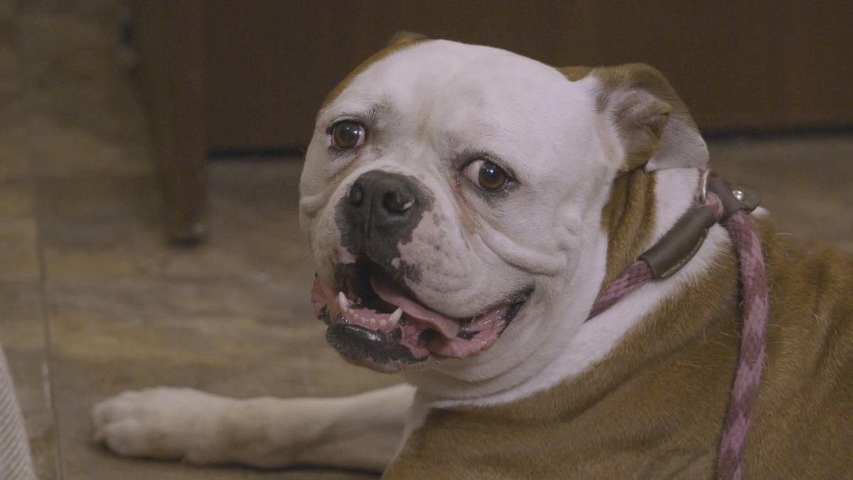 Pitbulls auf Bewährung pitbulls auf bewährung