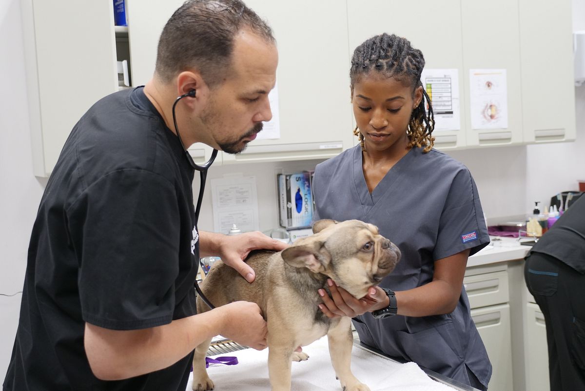 Die Tierärzte von Houston die tierärzte von houston