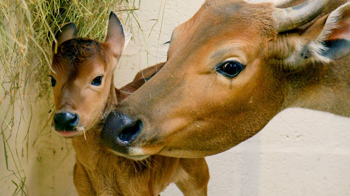 zoo und so - tierisch wild!