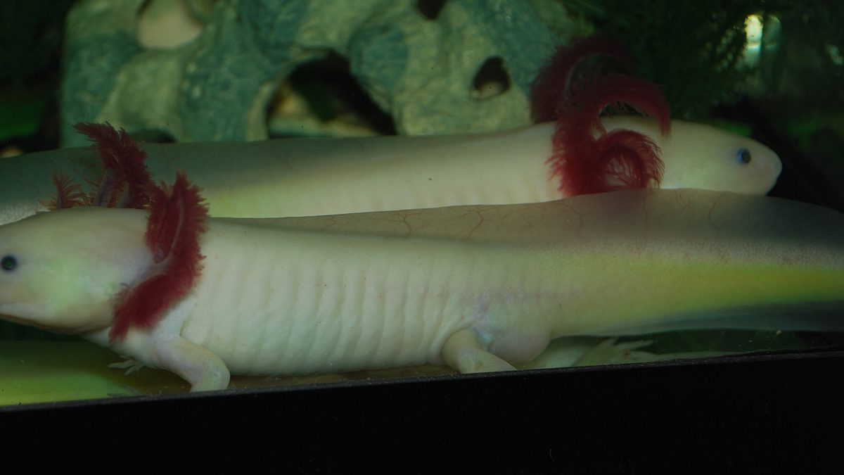 tierische freaks