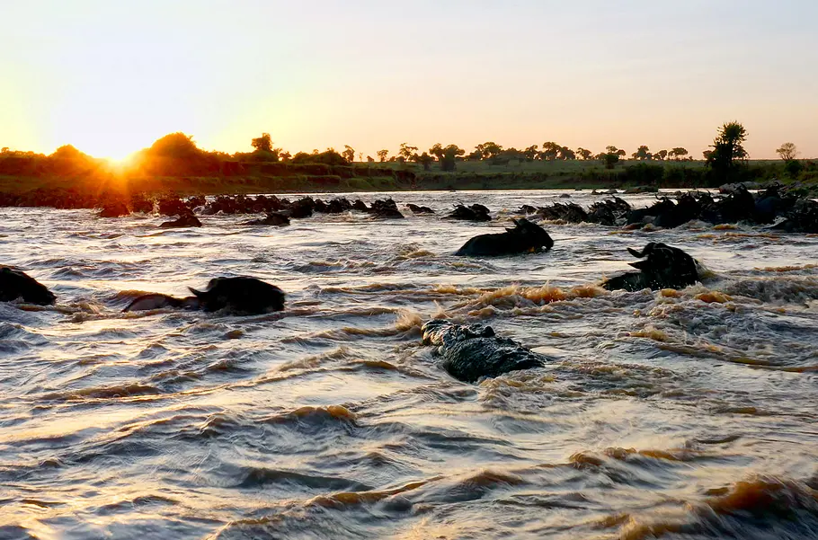 Serengeti - Wilde Geschichten aus der Savanne serengeti - wilde geschichten aus der savanne
