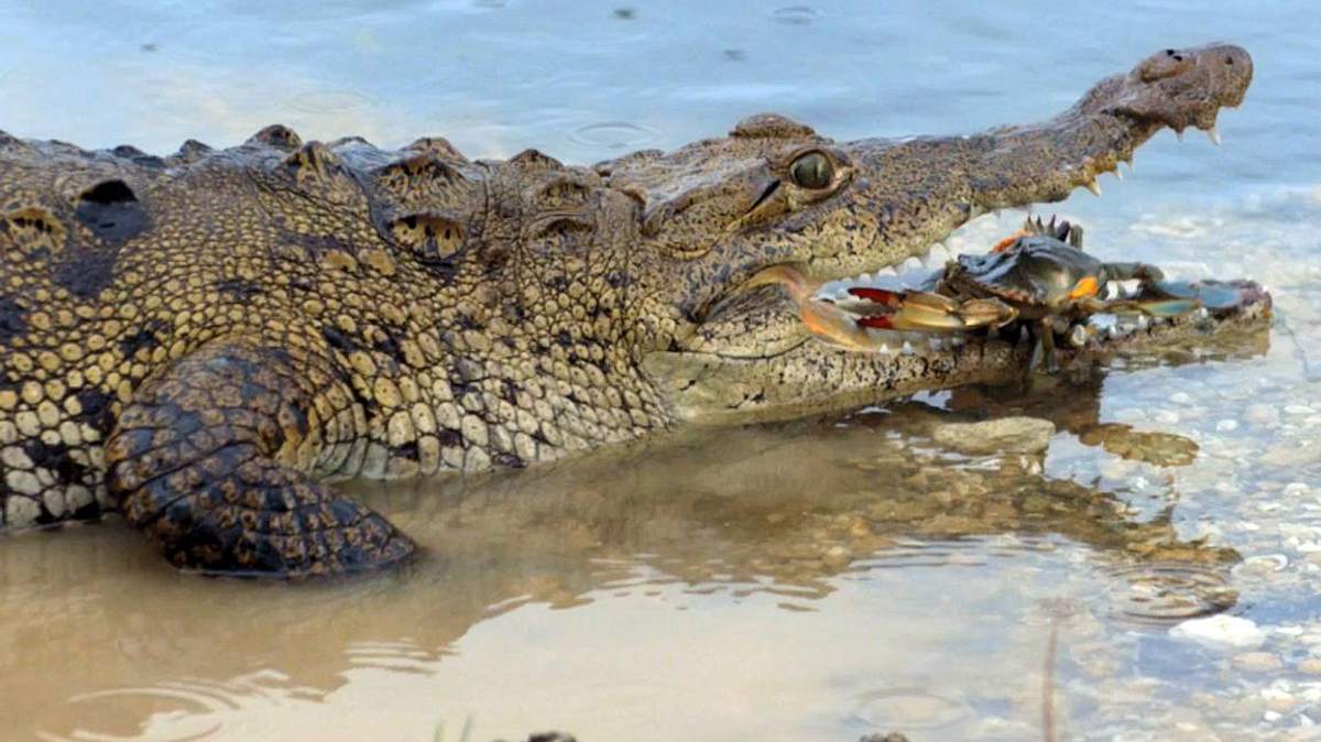 krokodil vs. alligator