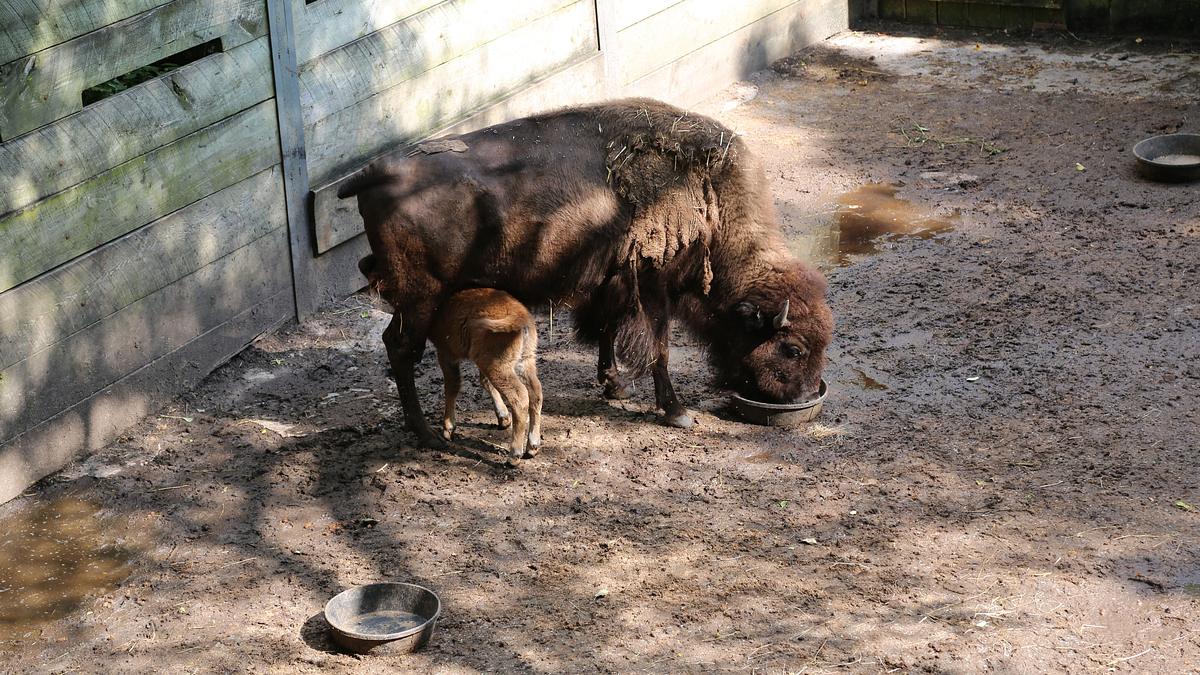 bronx zoo - tierpark der superlative