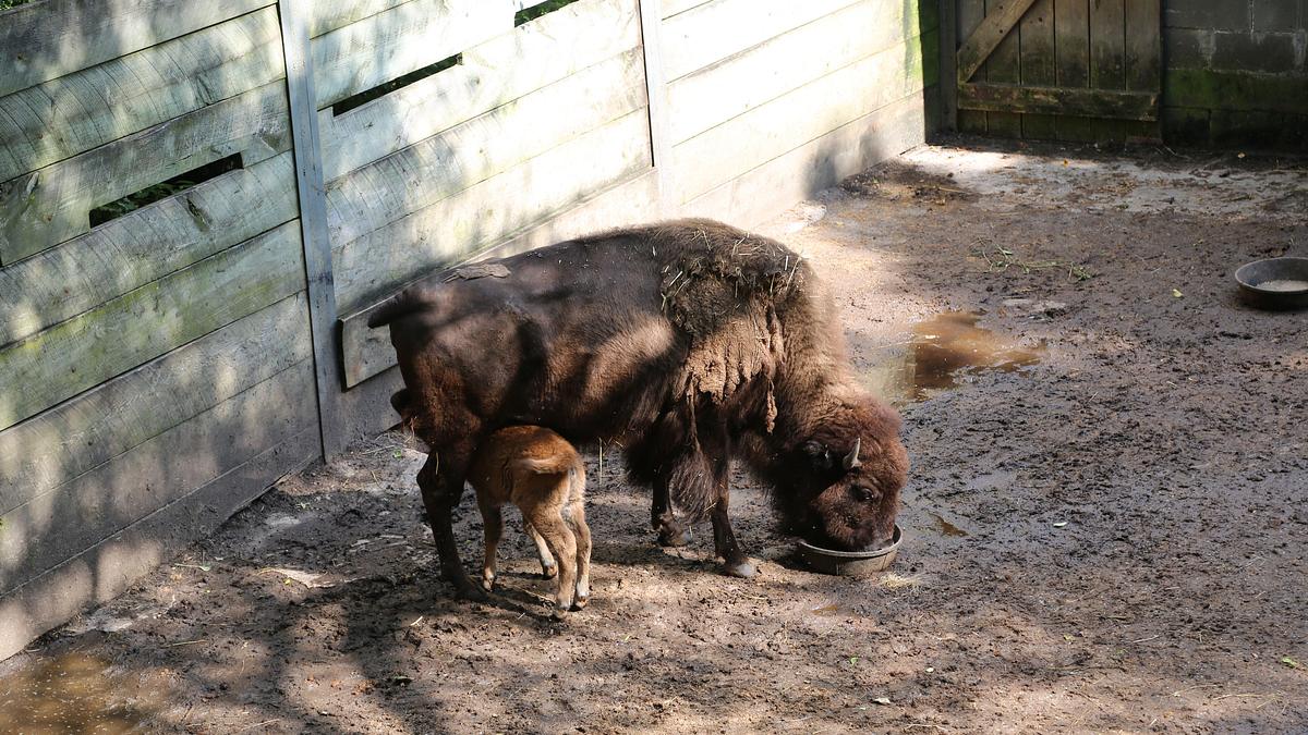 bronx zoo - tierpark der superlative