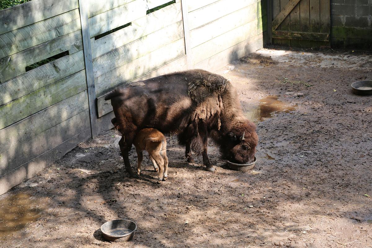 Bronx Zoo - Tierpark der Superlative bronx zoo - tierpark der superlative