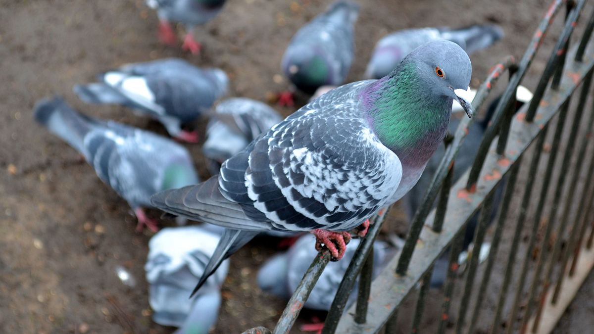 die superkräfte der tiere