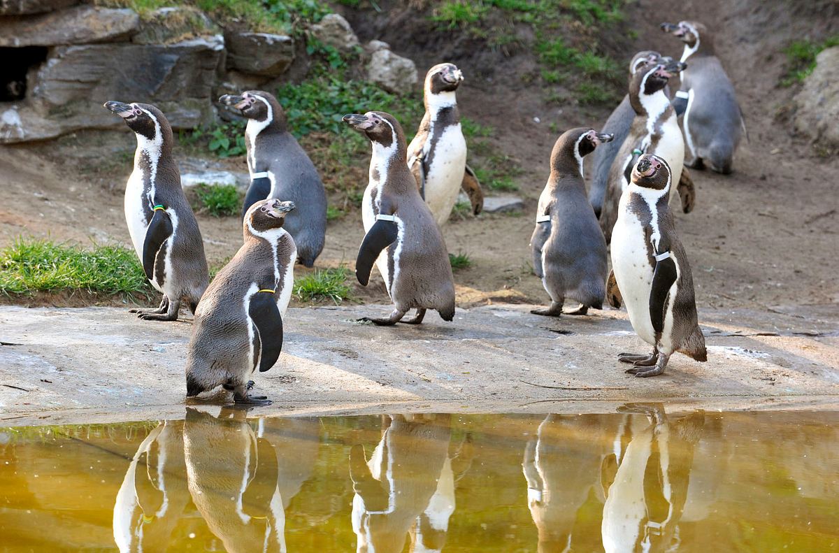panda, gorilla & co.