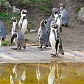 Panda, Gorilla & Co. Thumbnail