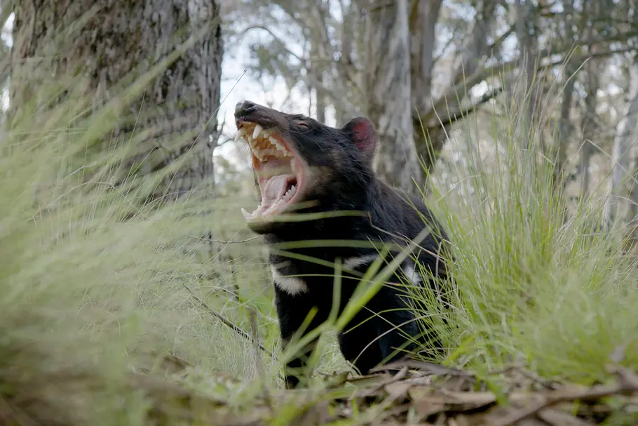 Australien - Kontinent der Extreme australien - kontinent der extreme