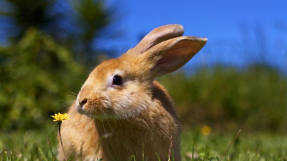tiere außer rand und band