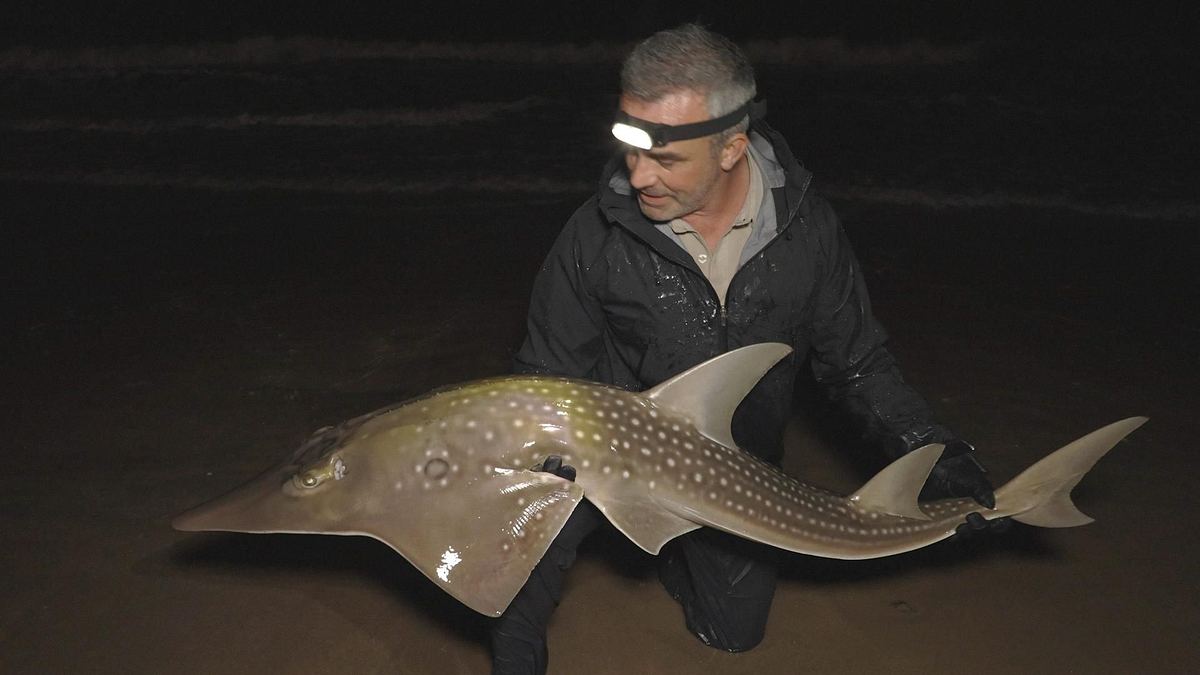 Giganten unter Wasser - Riesenfischen auf der Spur giganten unter wasser - riesenfischen auf der spur