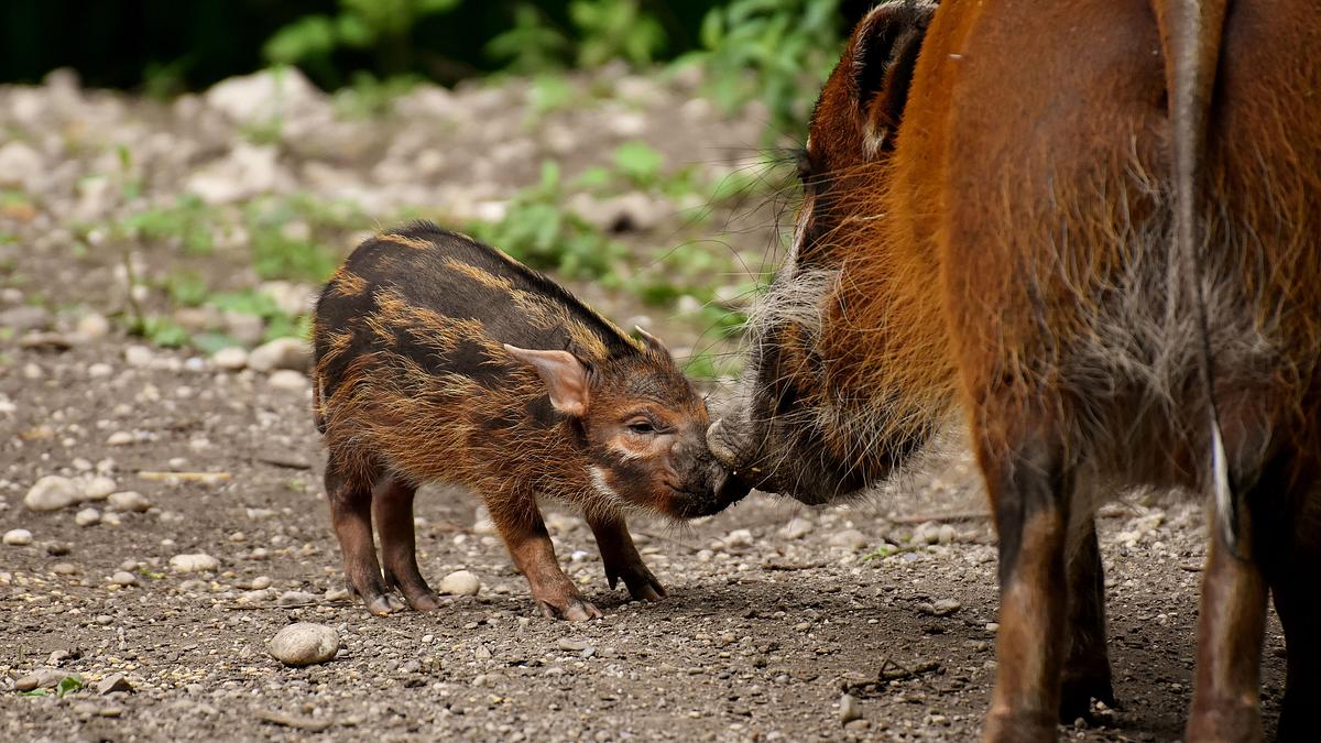 das erste jahr in der wildnis - tierkinder im norden