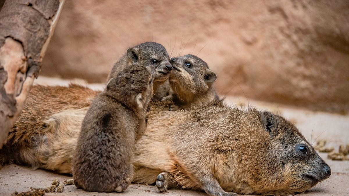 zoo und so - tierisch wild!