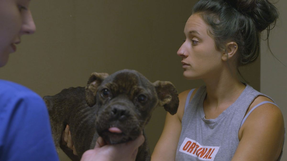 pitbulls auf bewährung