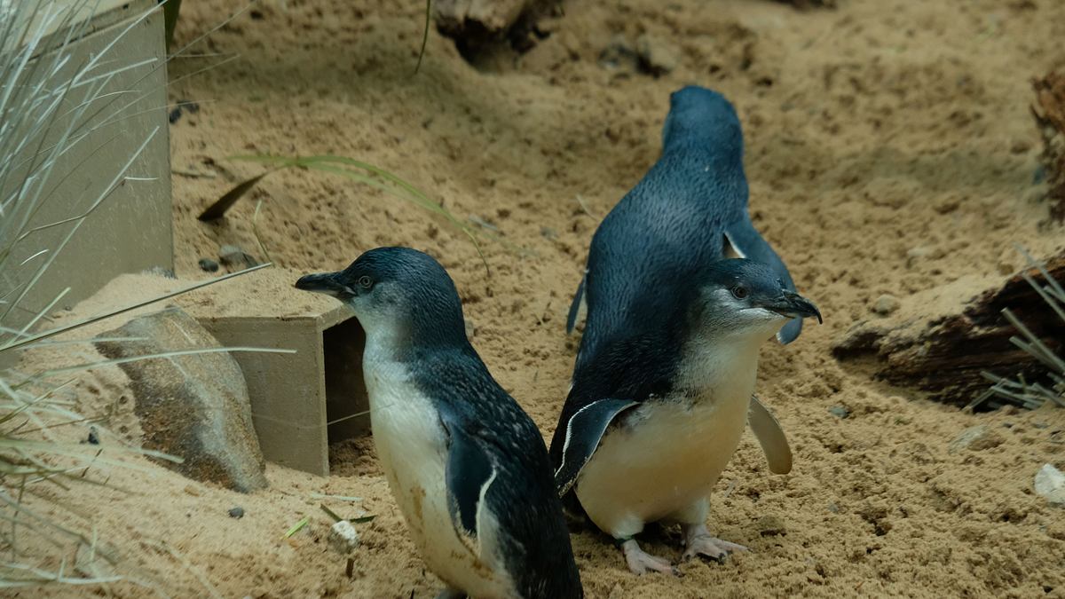 bronx zoo - tierpark der superlative