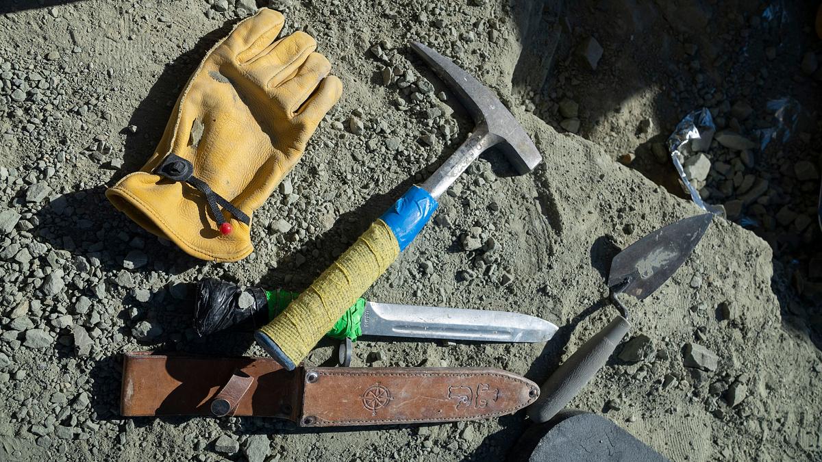 geheimnisse der jurassic-saurier