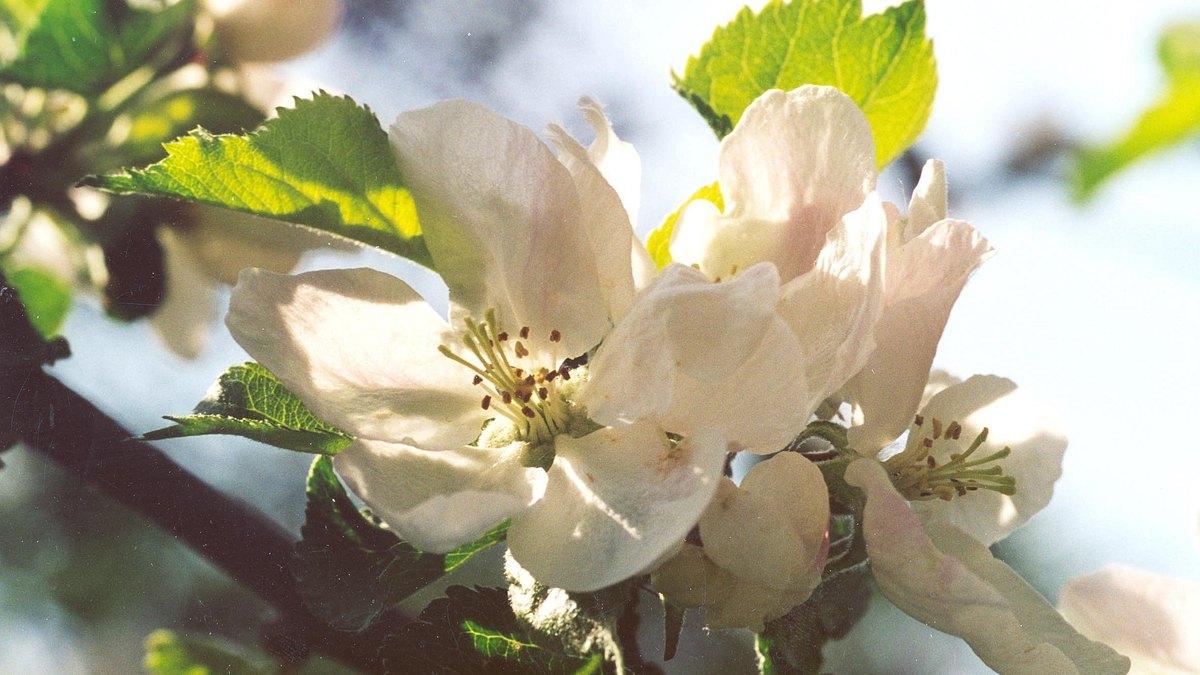 streuobstwiese: alte sorten - neue wege