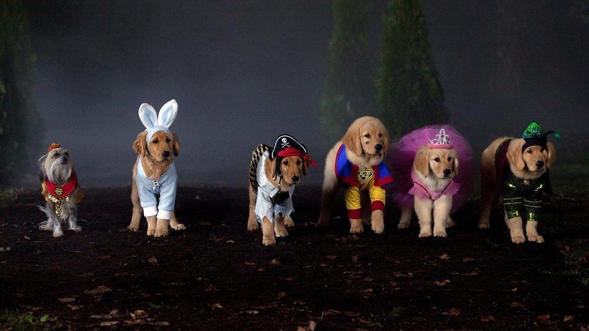 Spooky Buddies - Der Fluch des Hallowuff-Hunds Spooky Buddies - Der Fluch des Hallowuff-Hunds