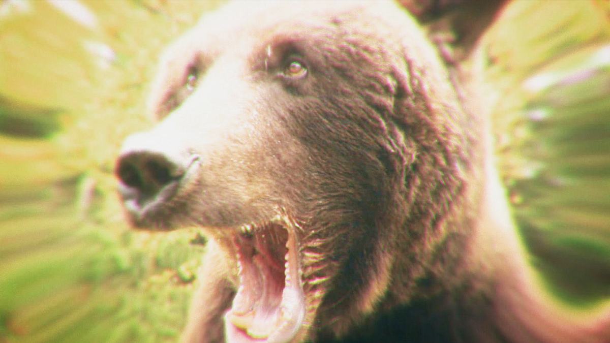 wenn tiere angreifen