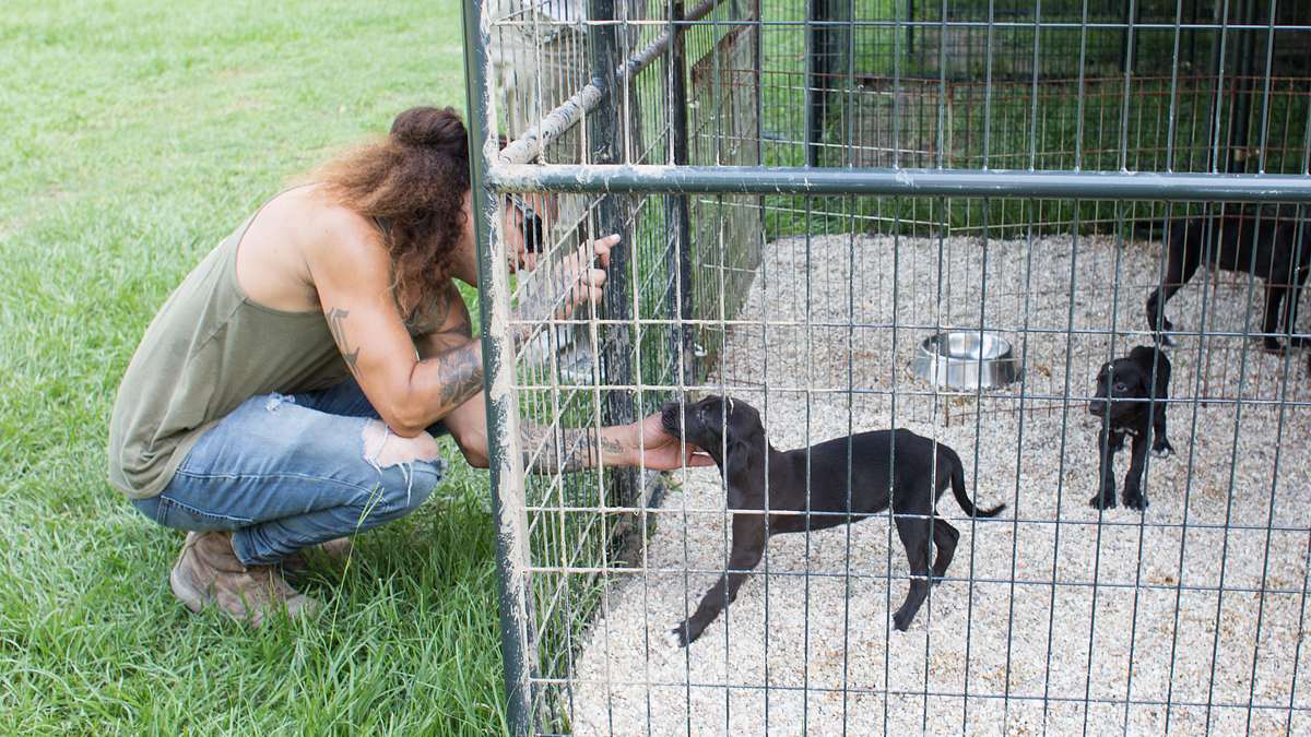 pitbulls auf bewährung