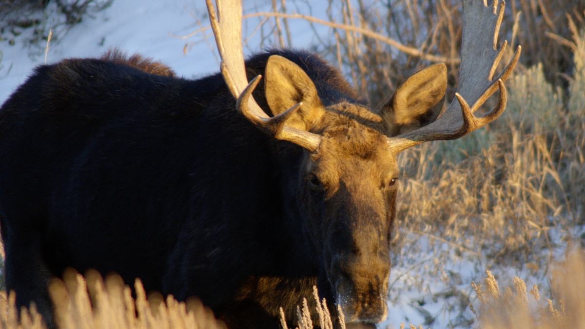 wildes amerika: imposanter nordwesten