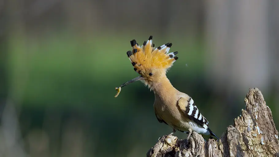 Kroatiens Küste - Endlos und wild kroatiens küste - endlos und wild