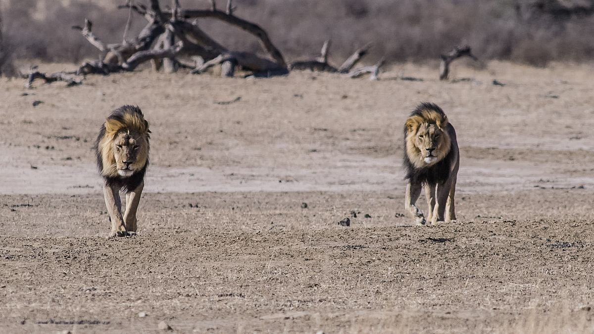 wildes afrika