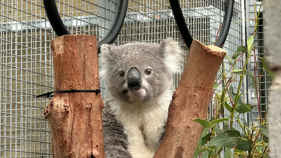 taronga zoo hautnah
