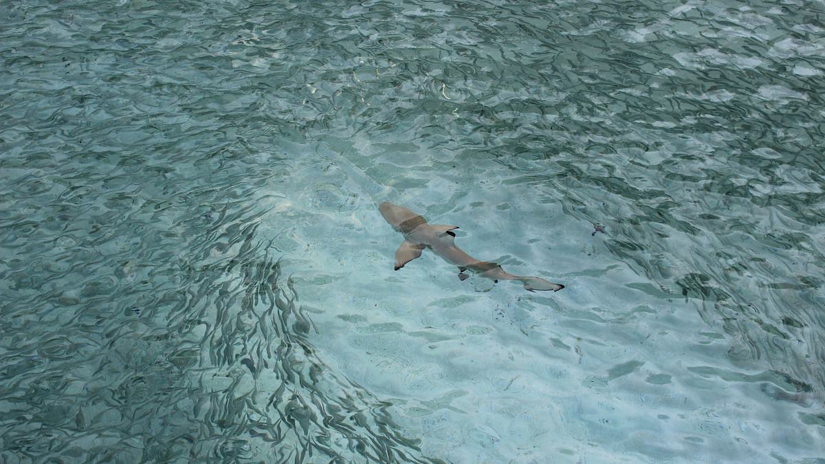 raubtiere im paradies