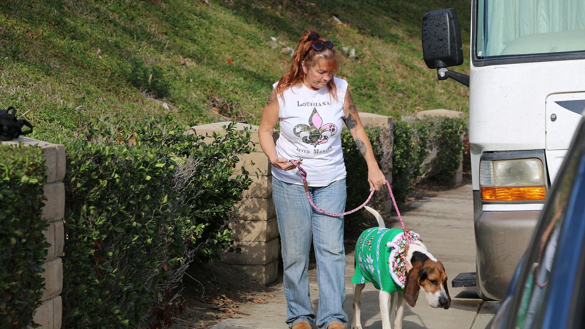 pitbulls auf bewährung